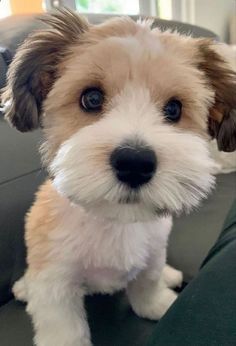 a small brown and white dog sitting on top of a couch