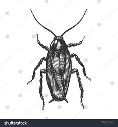 a black and white drawing of a bug