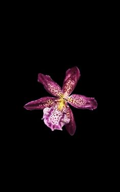 a purple flower with yellow stamens in the dark