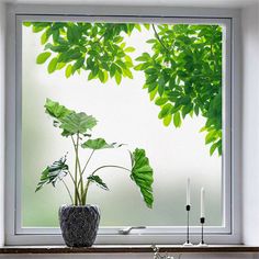 a potted plant sitting on top of a window sill