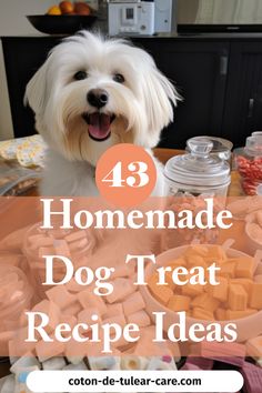 Coton de Tulear looking at a table full of homemade dog treats Homemade Pet Treats, Homemade Dog Cookies