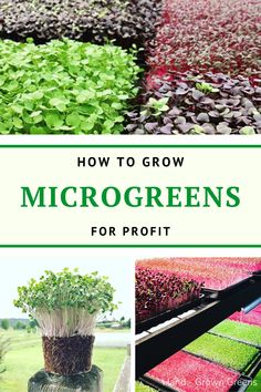 how to grow microgreens for profits in the garden, including lettuce and other plants