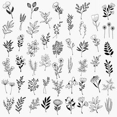 various flowers and leaves drawn in black ink