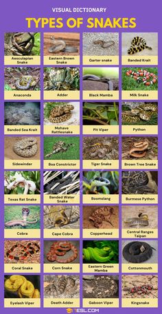 an image of snakes and other animals in different colors with the words types of snakes