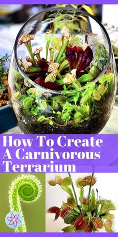 how to create a carnivorous terrarium with flowers and plants in it