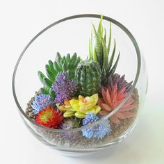 a glass bowl filled with different types of succulents