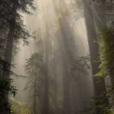 the sun shines through the foggy forest