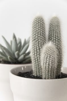 two small cactus plants in white ceramic pots