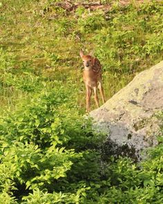 a small deer standing next to a large rock in the middle of some grass and bushes