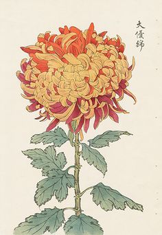 a drawing of a yellow and red flower