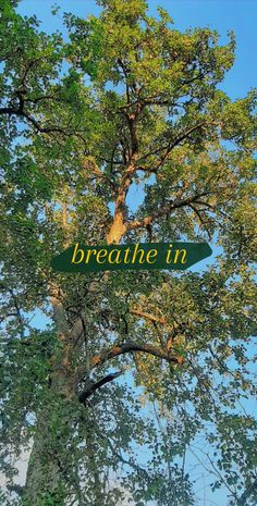 a green street sign hanging from the side of a leafy tree in front of a blue sky