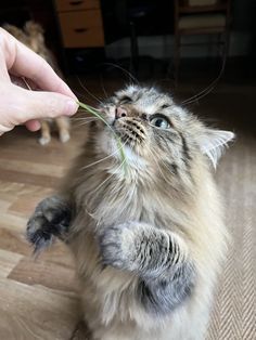 a person feeding a cat with a flower in it's mouth on the floor