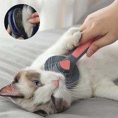 a cat laying on top of a bed with a hair dryer in it's mouth