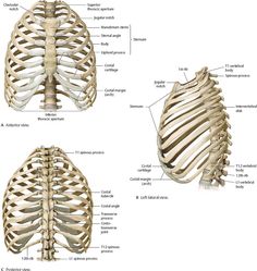 an image of the human skeleton and its major functions, including thorsall ribs