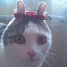 a close up of a cat with ears on it's head