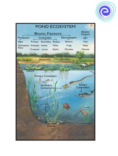 the pond ecosytem poster shows different types of plants and animals