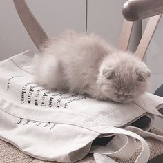 a small kitten is sleeping on top of a white bag that sits on a wooden chair