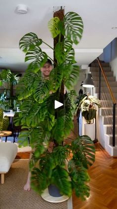 a living room filled with lots of furniture and a plant in the middle of it