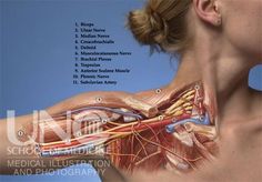 Brachial Plexus Tattoo, Brachial Plexus, Median Nerve, Medical Anatomy, Chandler Az, Food Sensitivities