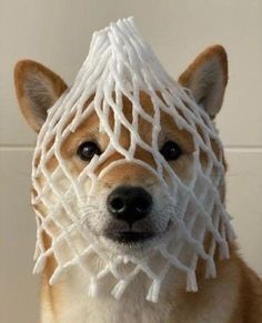 a brown and white dog wearing a net covering its head with it's ears