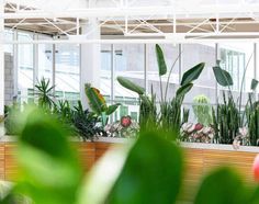 an image of a building with plants in the window sill and text that reads, building the foundation