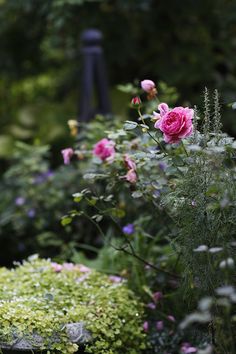 pink roses are blooming in the garden next to green plants and shrubs, along with other greenery