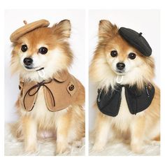 two small dogs dressed in clothes and hats