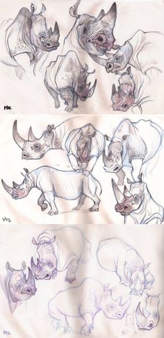 some drawings of rhinos and rhinoceros in various poses, with one being drawn