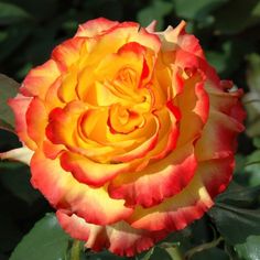 a yellow and red rose is blooming in the sun, with green leaves around it