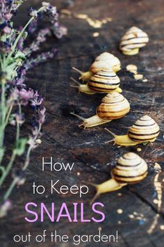 snails are lined up on a wooden table with lavenders in the background and text overlay that reads how to keep snails out of the garden