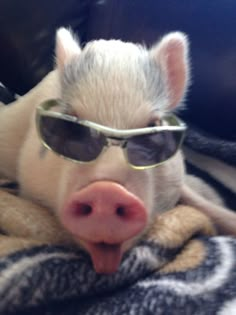 a pig wearing sunglasses laying on top of a zebra print blanket with its tongue sticking out