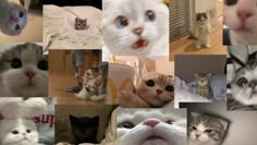 many different pictures of cats and kittens with one looking at the camera while another looks up