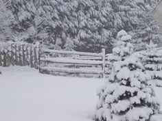 a snow covered pine tree next to a fence