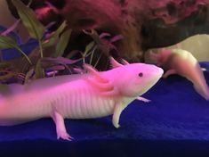 two white and pink lizards in an aquarium with plants on the bottom, one is looking at the camera