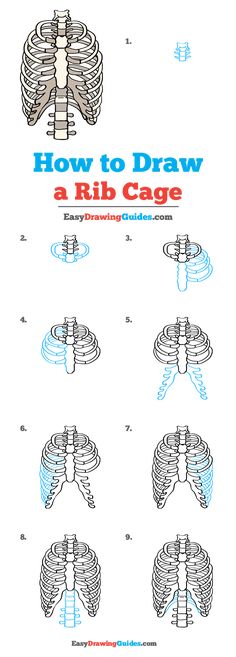 how to draw a ribcage for children and adults with pictures on the side