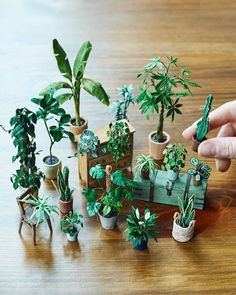 miniature houseplants are arranged on a table with one hand reaching for the potted plant