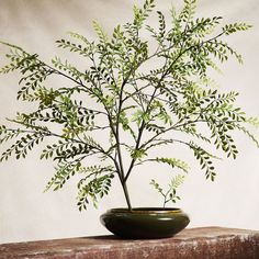 a potted plant sitting on top of a wooden table