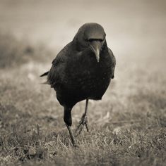 a black bird standing on top of a grass covered field