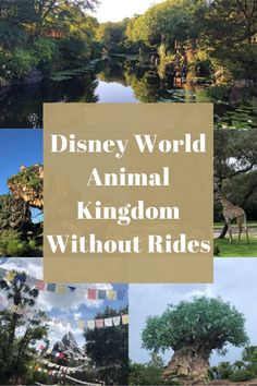 the disney world animal kingdom without rides