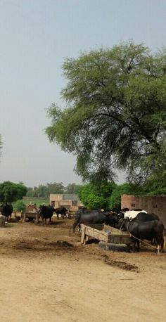 a herd of cattle standing on top of a dirt field next to a green tree