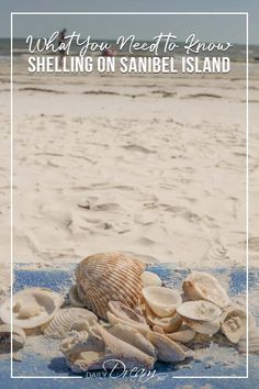 shells on the beach with text reading what you need to know shelling on sanibe island