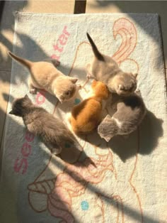 three kittens are playing with each other on a towel in the sun, and one is holding a stuffed animal