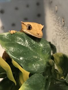 a gecko sitting on top of a green leafy plant with leaves around it