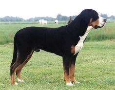 a large black and brown dog standing on top of a lush green field