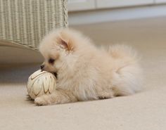 a small white dog playing with a ball on the floor in front of a wicker chair