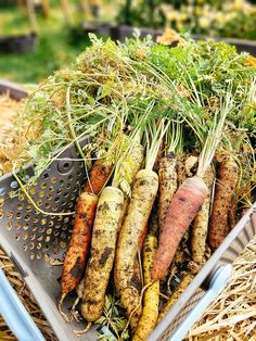 carrots and parsley in a basket on straw with other vegetables growing from them