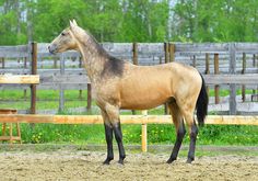 a brown horse standing on top of a dirt field next to a wooden fence and green grass