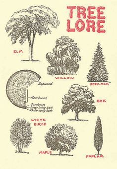 a drawing of trees with the words tree lore