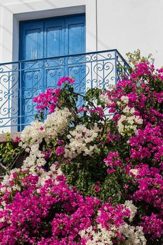 purple and white flowers in front of a blue door