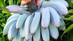 a person is holding a bunch of bananas in their hand while they are ripening